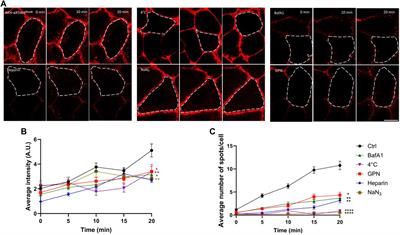 Restoring cellular copper homeostasis in Alzheimer disease: a novel peptide shuttle is internalized by an ATP-dependent endocytosis pathway involving Rab5- and Rab14-endosomes